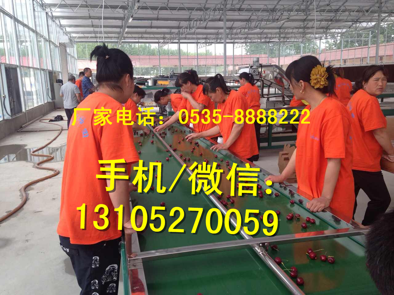 樱桃选果机北京使用现场