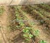 滴灌管件廠家_大棚滴灌管安裝 滴灌管*