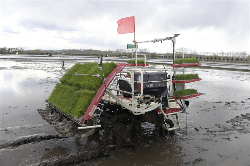 与以往不同的是,无人驾驶插秧机也加入到插秧作业大军里,他们运用北斗