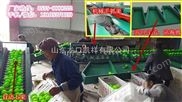 四川青枣选果分选机